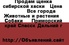 Продам щенка сибирской хаски › Цена ­ 8 000 - Все города Животные и растения » Собаки   . Приморский край,Спасск-Дальний г.